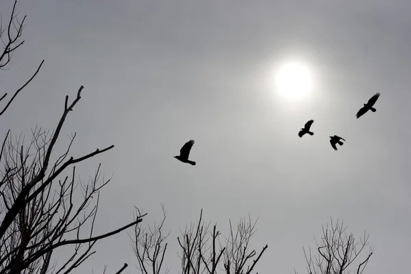 Oiseaux noirs — Photo