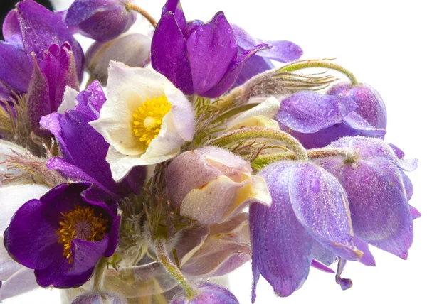 Flores de primavera — Foto de Stock