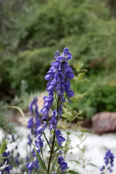 Цветок на Иссык-Кульской долине — стоковое фото