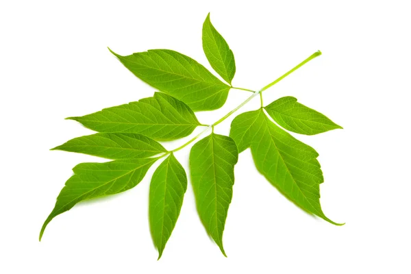 Зеленый лист на белом — стоковое фото