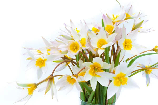 First spring flowers — Stock Photo, Image