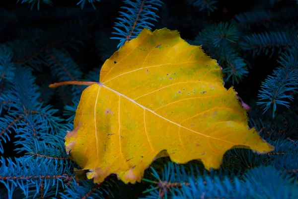 Autumn leaf on blue firtree — Stock Photo, Image
