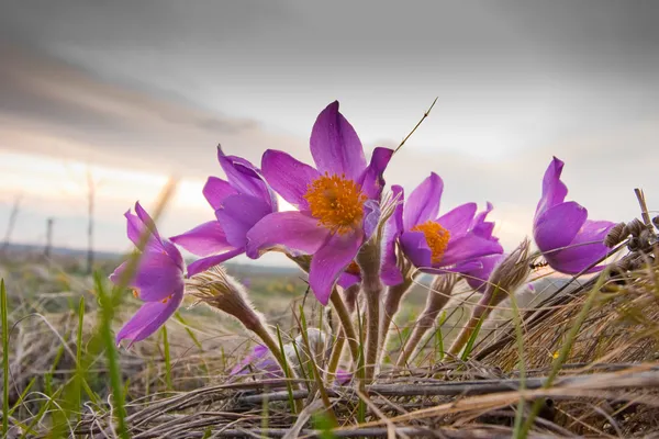 Gosling flower — Stock Photo, Image