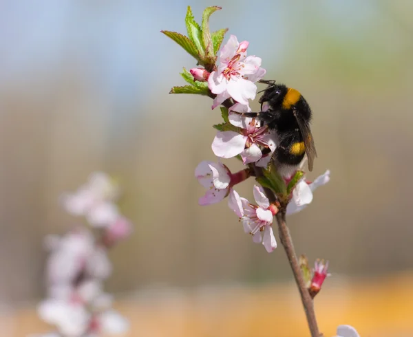 树枝上的 humblebee — 图库照片