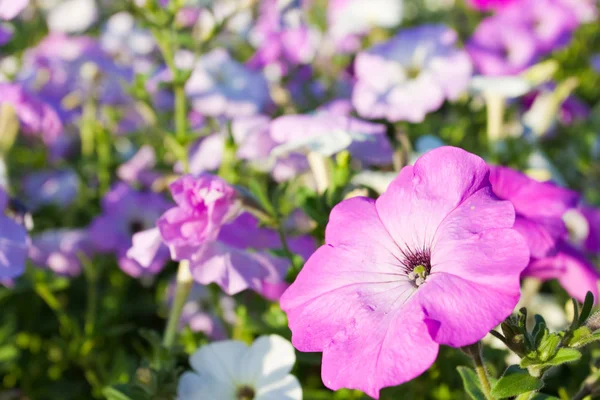 Violet flower — Stock Photo, Image