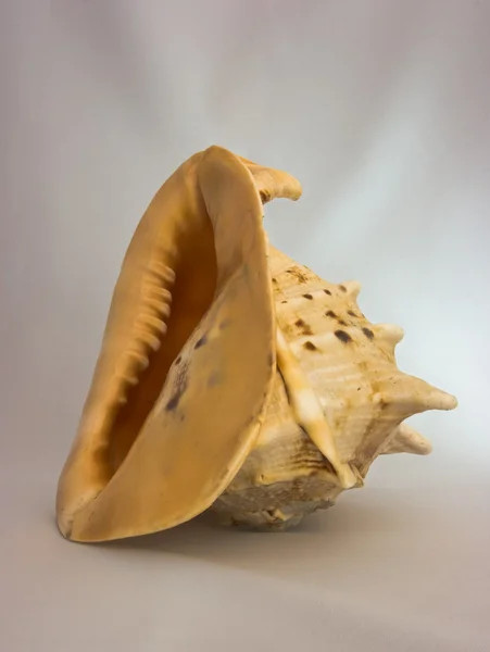 织物背景上的贝壳 — 图库照片