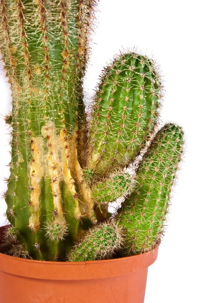 Vértes kaktusz — Stock Fotó