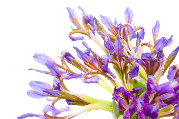 Iris flower — Stock Photo, Image