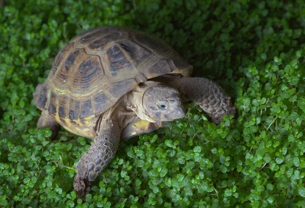 Utfodring sköldpadda — Stockfoto