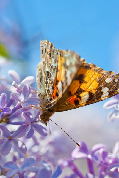 紫丁香花上的蝴蝶 — 图库照片
