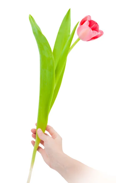 Tulipan różowy w ręku — Zdjęcie stockowe