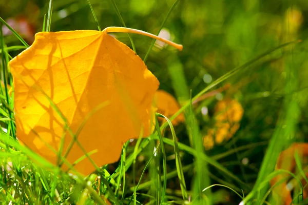 Leaf on grass — Stock Photo, Image