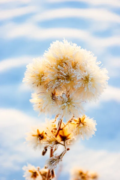 白雪皑皑的干燥植物 — 图库照片