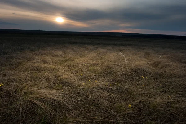 黄色の草と草原 — ストック写真