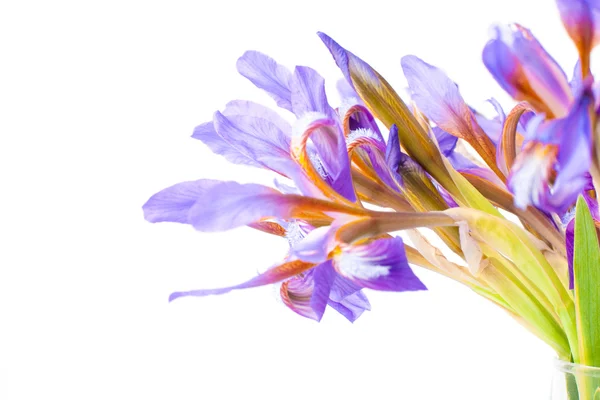 Irisblüte — Stockfoto