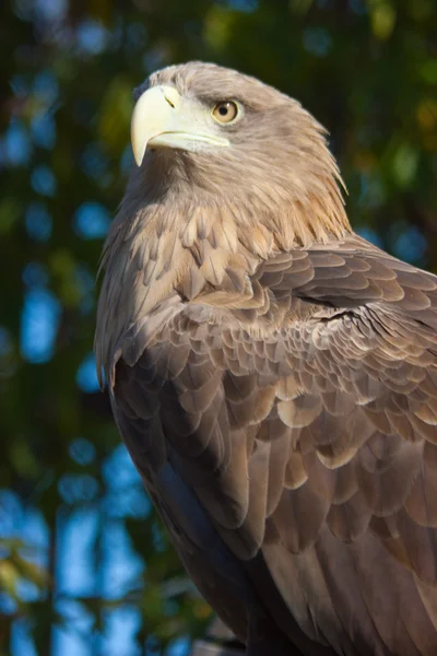 Eagle in wildlife — Stockfoto