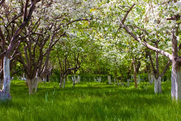 Apple träd trädgård — Stockfoto