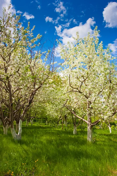 Apple träd trädgård — Stockfoto