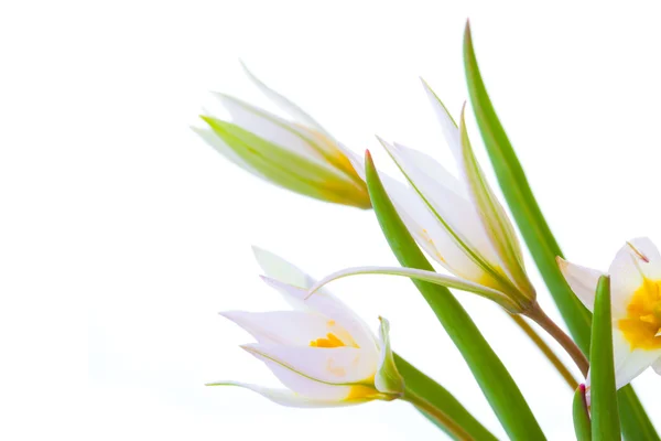 First spring flowers — Stock Photo, Image