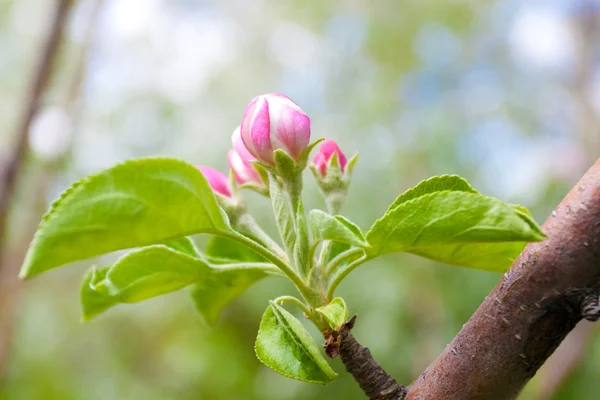 Apfelblüte — Stockfoto