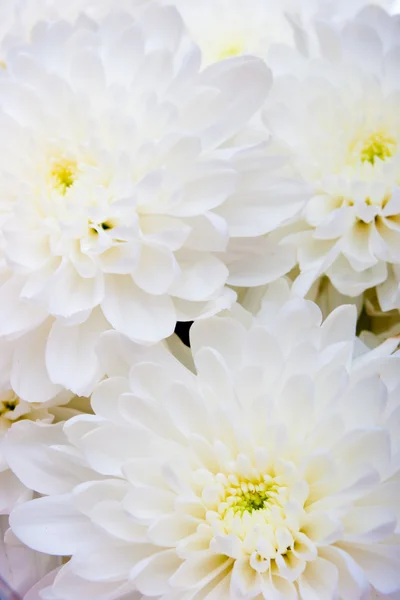 Chrysanthemenblüten — Stockfoto