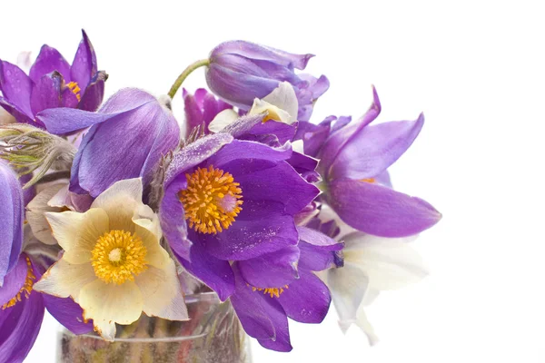 Tavaszi virágok — Stock Fotó