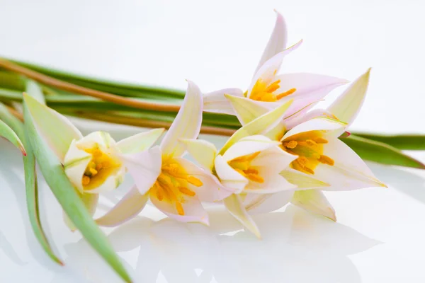 First spring flowers — Stock Photo, Image