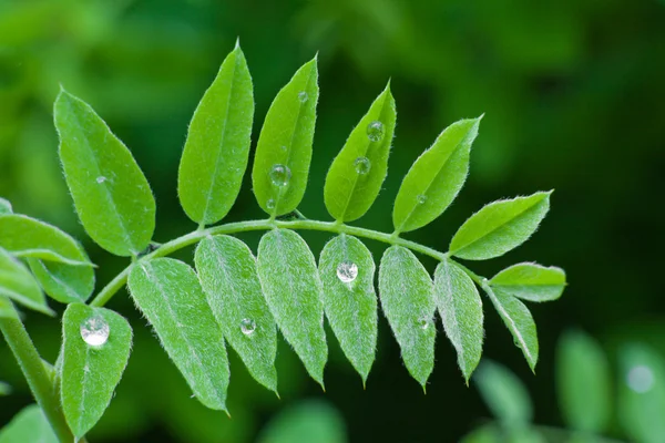 Wassertropfen auf einem Blatt — Stockfoto