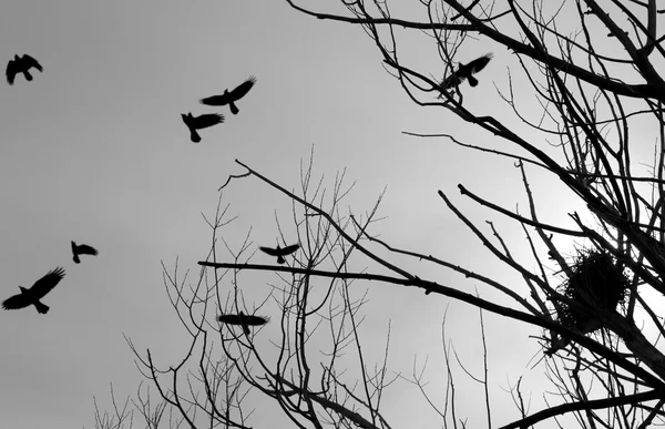 Zwarte vogels — Stockfoto