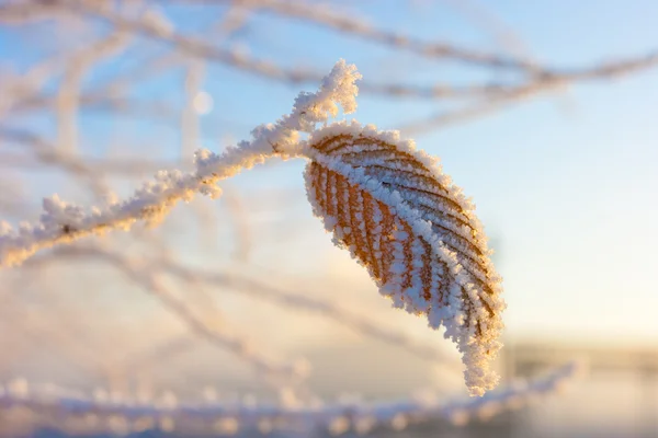 Blad met vorst — Stockfoto