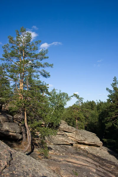 Trees on stone — Stock Photo, Image