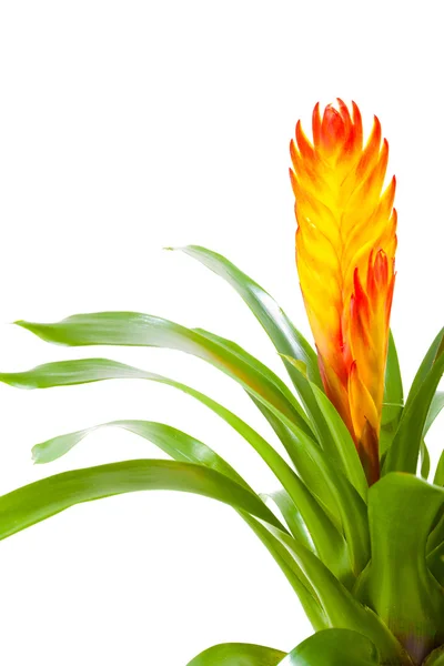 Vriesea kwiat — Zdjęcie stockowe