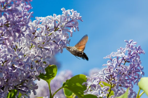 The butterfly collects nectar — Stock Photo, Image