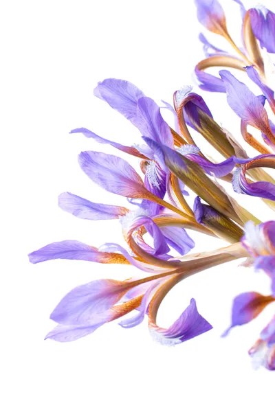 Iris fleur — Photo