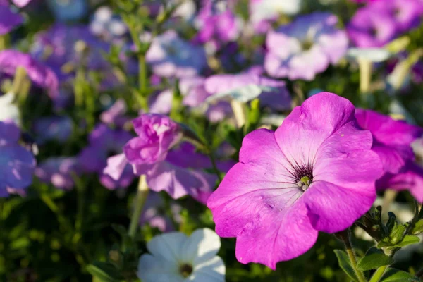 Pink and purple petunias — Stock Photo, Image