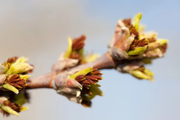 Maple leaf bud — Stock Photo, Image