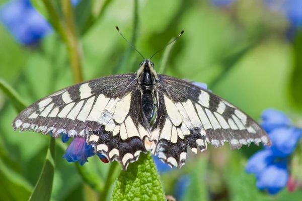 Closeup borboleta — Fotografia de Stock