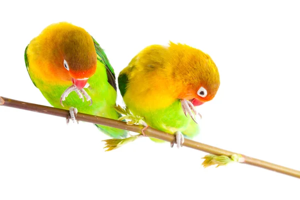 Muhabbet kuşları çifti — Stok fotoğraf