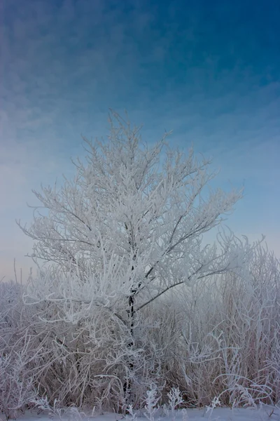 Árbol escarchado — Foto de Stock