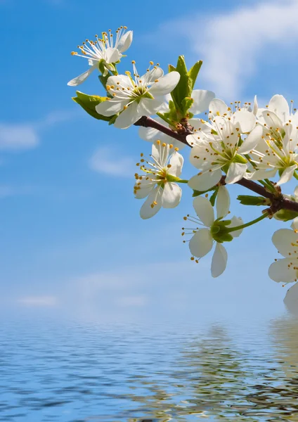 Plum tree flowers — Stock Photo, Image