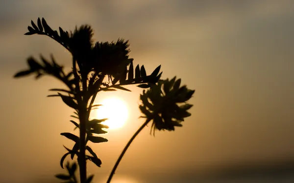 Mooie zonsondergang — Stockfoto