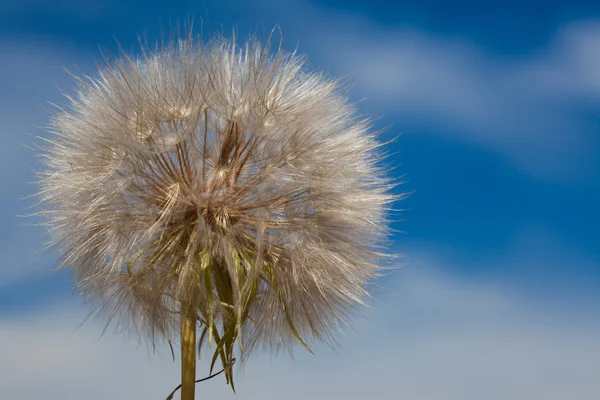 Dandelion on sky — Stock Photo, Image