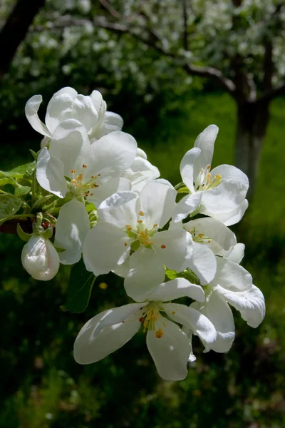 Apple bloemen — Stockfoto