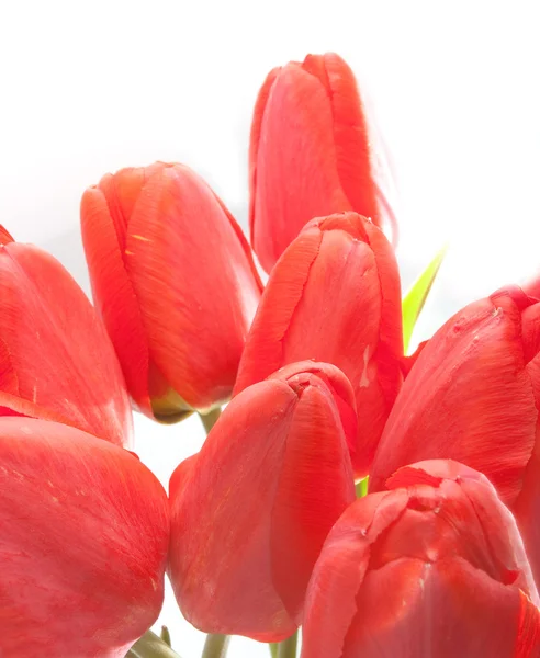 Tulipanes rojos — Foto de Stock