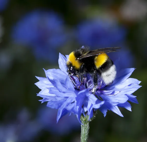 Пчела и фиолетовый цветок — стоковое фото
