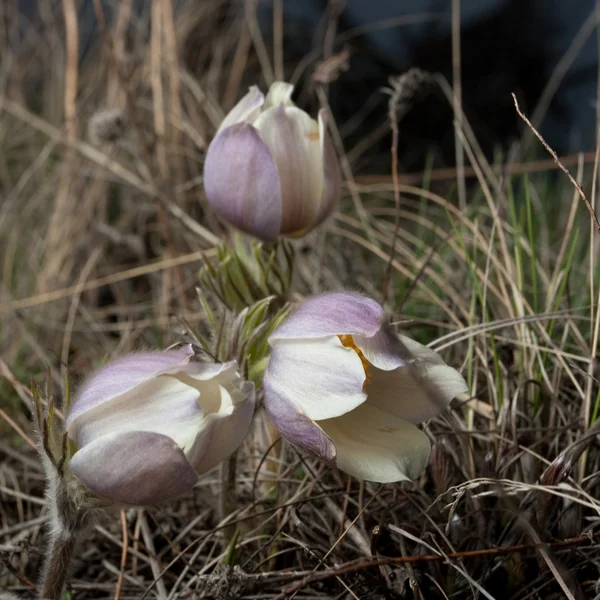 Gosling flower — Stock Photo, Image