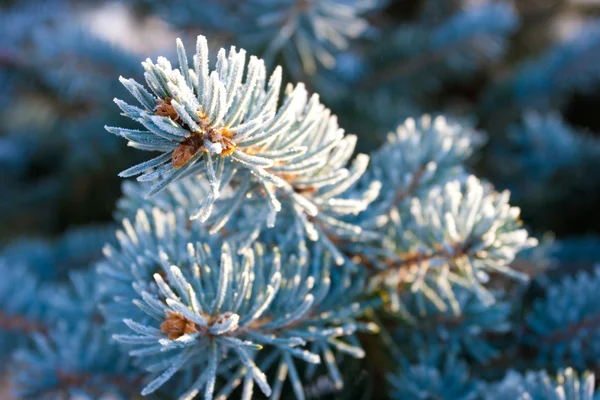 Frost ile mavi çam — Stockfoto