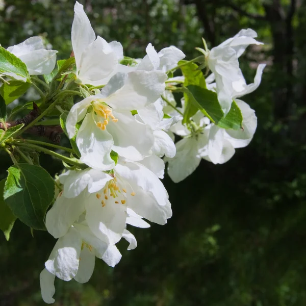 Apple blommor — Stockfoto