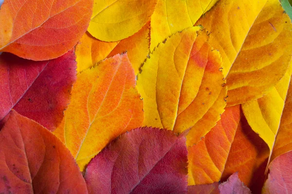 Autumn leaves texture — Stock Photo, Image