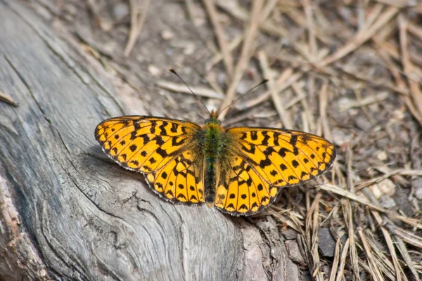 Borboleta amarela — Fotografia de Stock